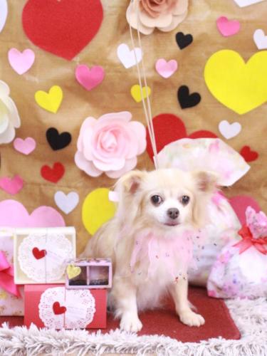 20230205チャッピーちゃん